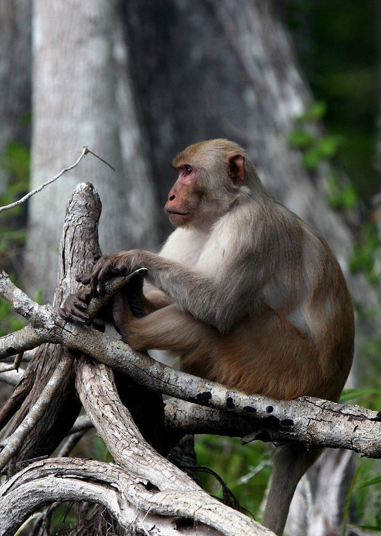 Feral rhesus macaque