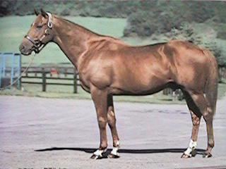 Ferdinand (horse) Ferdinand39s Legacy Saves the Lives of ExRacehorses ilovehorsesnet