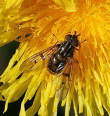 Ferdinandea (hoverfly) httpsuploadwikimediaorgwikipediacommonsthu