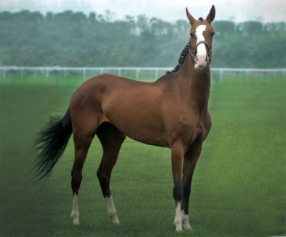Ferghana horse 10 Horse Breeds Which No Longer Exist