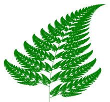 Fern httpsuploadwikimediaorgwikipediacommonsthu