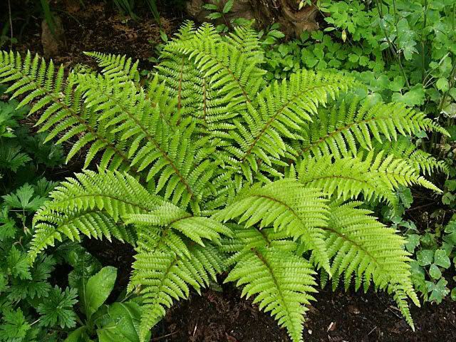 Fern Hardy Ferns How to Grow and Care for Hardy Fern Plants Garden