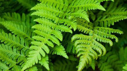 Fern fern plant Britannicacom