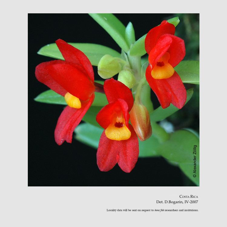 Fernandezia EPIDENDRA Fernandezia maculata