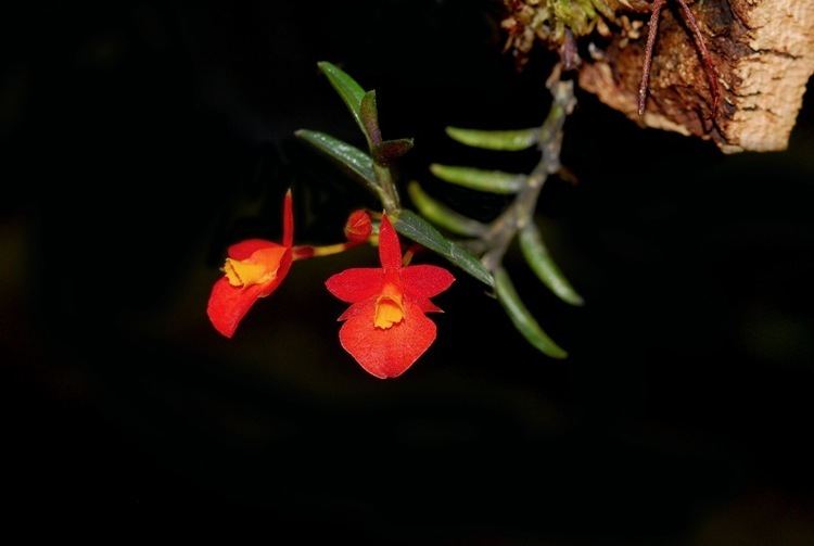 Fernandezia Fernandezia subbiflora Ecuagenera