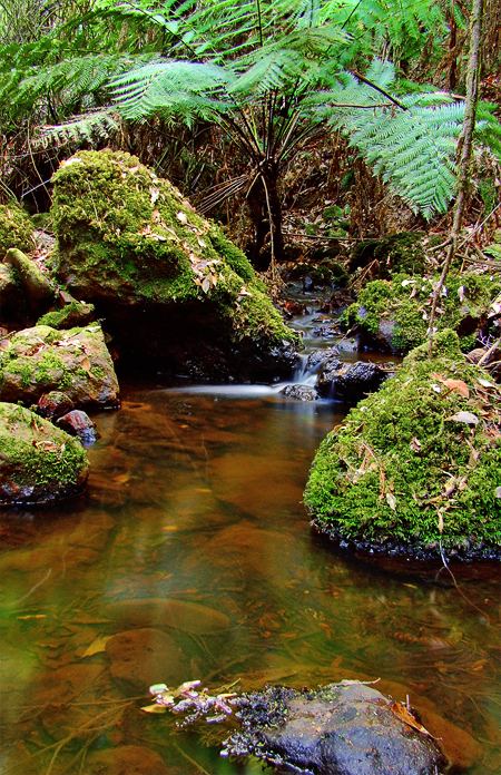 Ferndene State Reserve