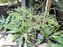 Fernelia buxifolia httpsuploadwikimediaorgwikipediacommonsthu