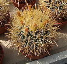 Ferocactus chrysacanthus httpsuploadwikimediaorgwikipediacommonsthu