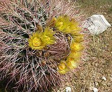 Ferocactus cylindraceus httpsuploadwikimediaorgwikipediacommonsthu