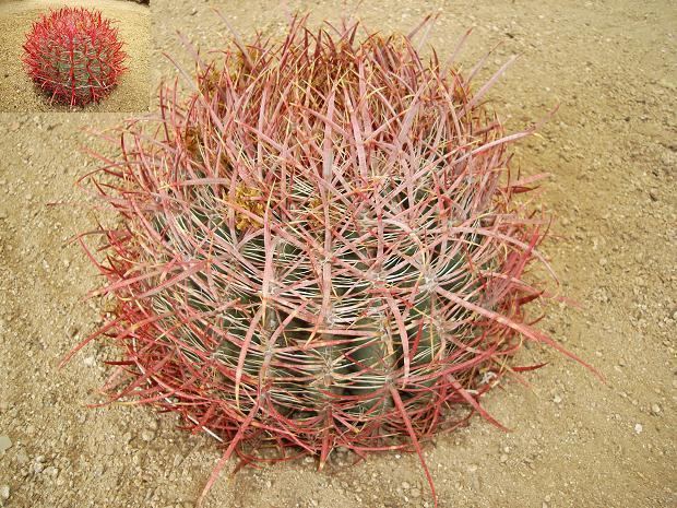 Ferocactus cylindraceus Ferocactus cylindraceus Arizona Cactus Sales