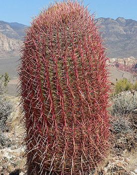 Ferocactus cylindraceus Ferocactus cylindraceus ferocactus acanthodes seedsSeed Revolver