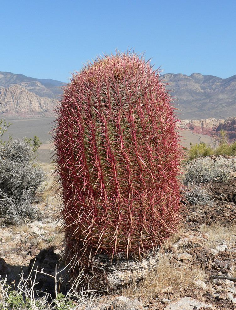 Ferocactus cylindraceus Ferocactus cylindraceus Engelm Orcutt Checklist View