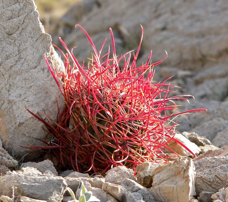 Ferocactus cylindraceus FileFerocactus cylindraceus 7jpg Wikimedia Commons