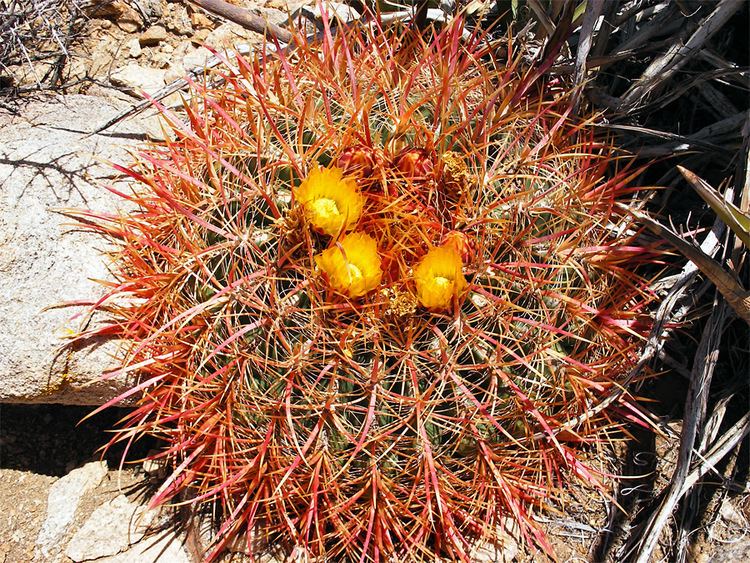 Ferocactus cylindraceus Ferocactus cylindraceus California barrel cactus