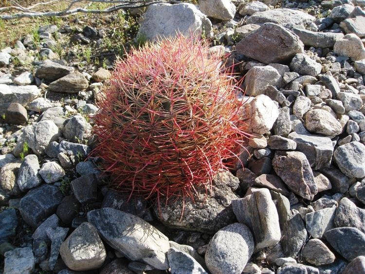 Ferocactus cylindraceus FileFlickr brewbooks Ferocactus cylindraceus I thinkjpg