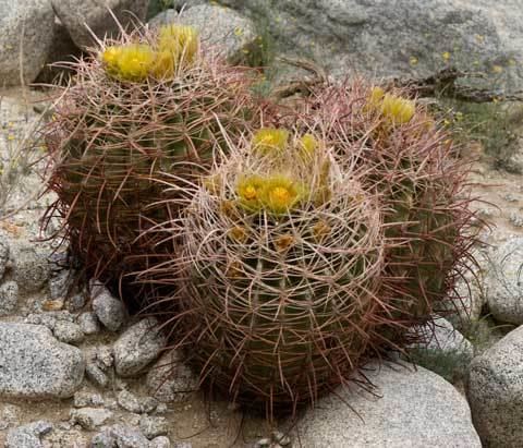 Ferocactus cylindraceus Barrel Cactus Ferocactus cylindraceus