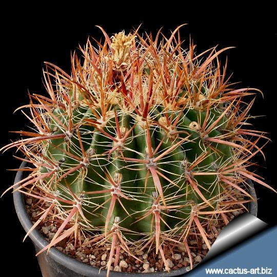 Ferocactus fordii wwwcactusartbizschedeFEROCACTUSFerocactusfo