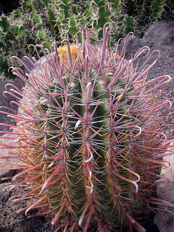 Ferocactus fordii Ferocactus fordii Wikipedia