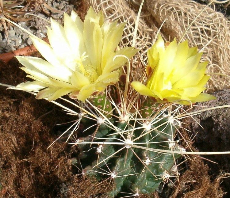 Ferocactus hamatacanthus httpsuploadwikimediaorgwikipediacommonsdd