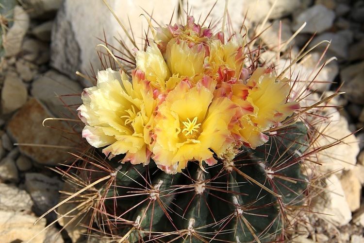 Ferocactus hamatacanthus Ferocactus hamatacanthus Wikiwand