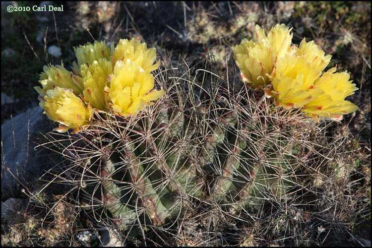 Ferocactus hamatacanthus Ferocactus hamatacanthus