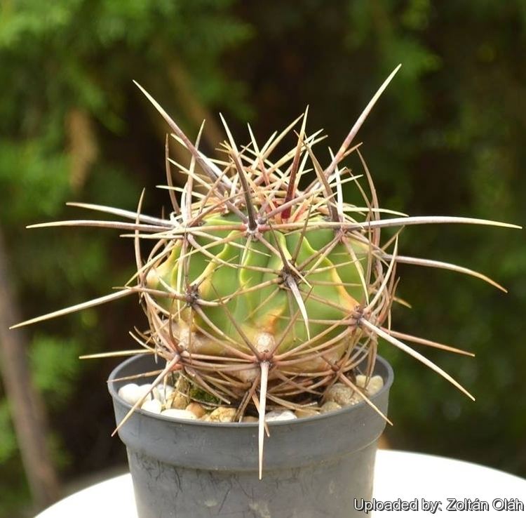 Ferocactus histrix Ferocactus histrix