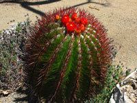 Ferocactus pilosus Online Guide to the positive identification of Members of the