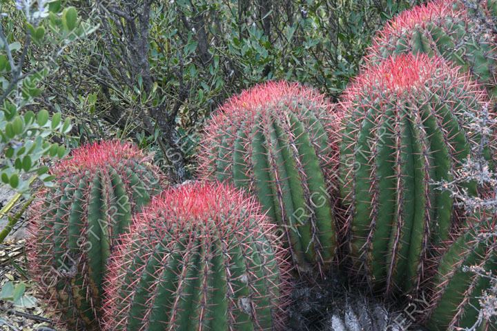 Ferocactus pilosus Ferocactus pilosus Starr Nursery Starr Nursery