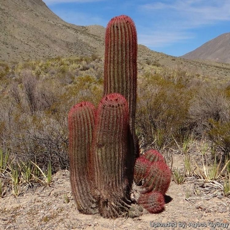 Ferocactus pilosus Ferocactus pilosus