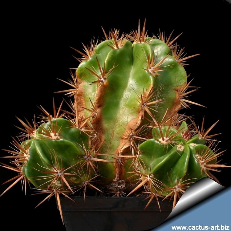 Ferocactus robustus Ferocactus robustus