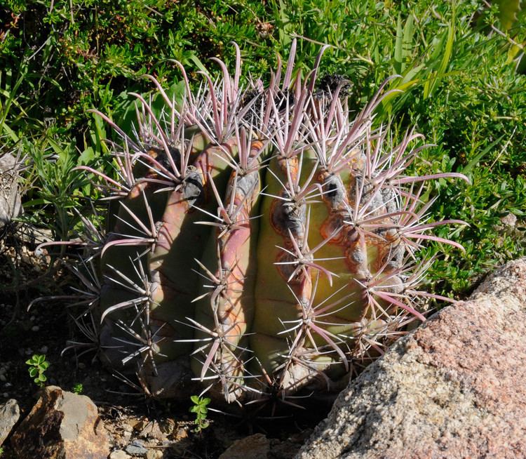 Ferocactus robustus Ferocactus robustus Clustering Barrel Cactus