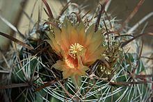 Ferocactus santa-maria httpsuploadwikimediaorgwikipediacommonsthu