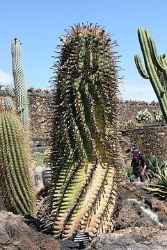 Ferocactus townsendianus httpsuploadwikimediaorgwikipediacommonsthu