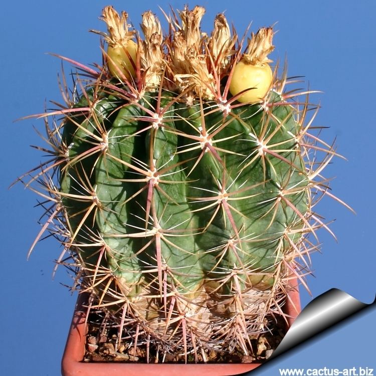 Ferocactus viridescens Ferocactus viridiscens