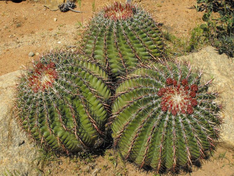 Ferocactus viridescens Ferocactus viridescens Coast Barrel Cactus World of Succulents