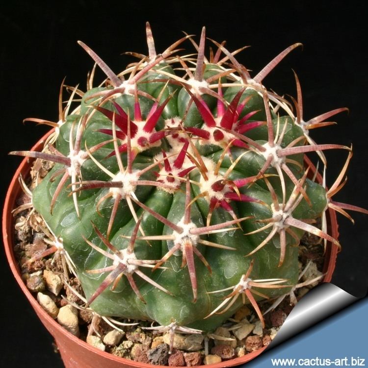 Ferocactus viridescens Ferocactus viridiscens