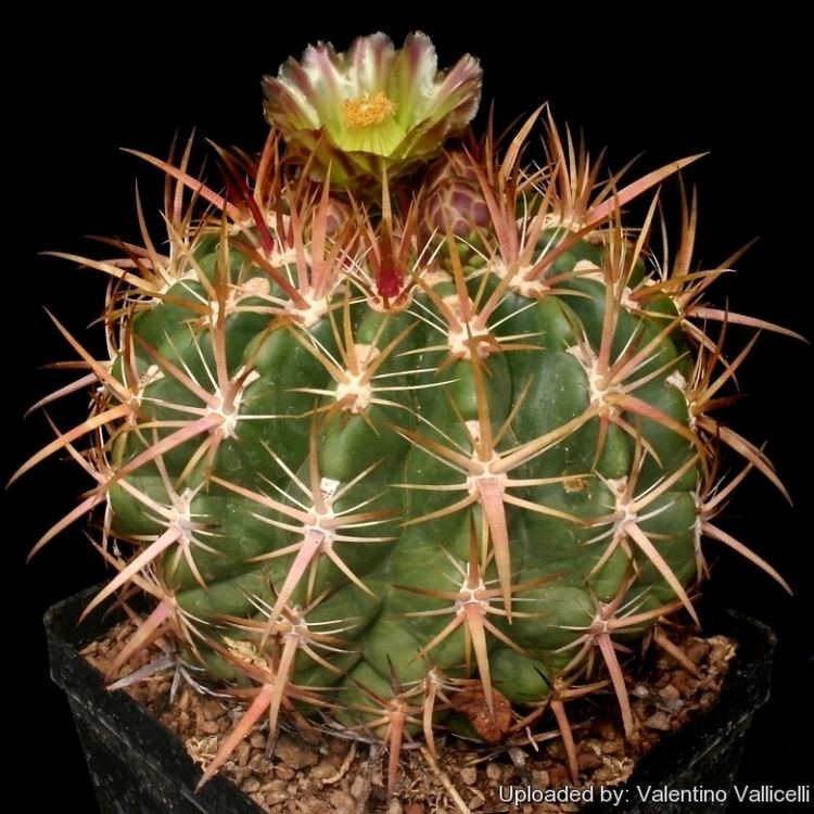 Ferocactus viridescens Ferocactus viridescens