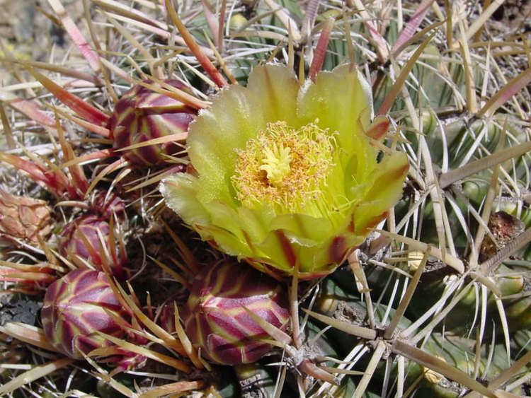 Ferocactus viridescens Ferocactus viridescens Coast Barrel Cactus World of Succulents