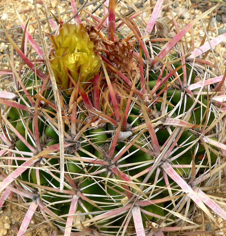 Ferocactus viridescens FileFerocactus viridescens 2jpg Wikimedia Commons