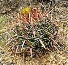 Ferocactus viridescens httpsuploadwikimediaorgwikipediacommonsthu