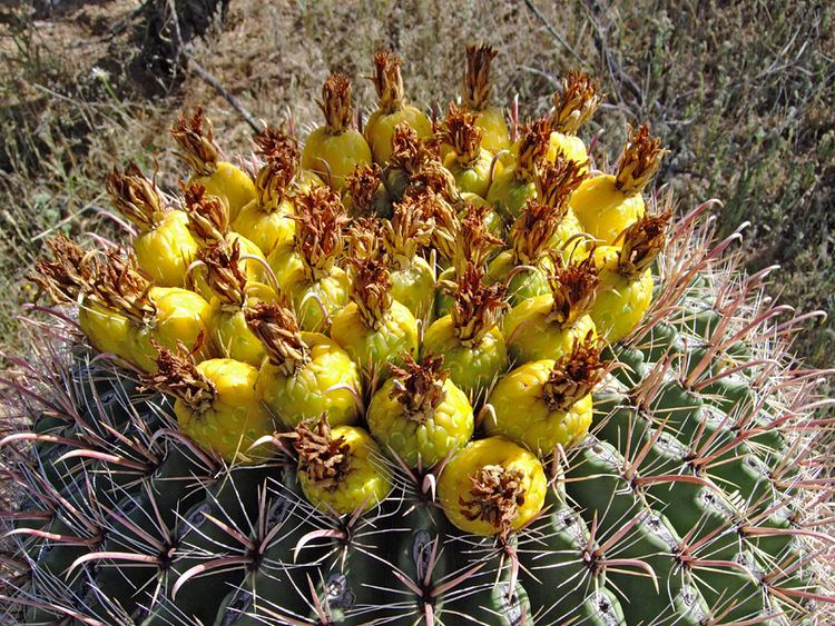 Ferocactus wislizeni Ferocactus wislizeni Catalina State Park Arizona