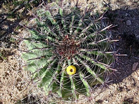 Ferocactus wislizeni Ferocactus wislizeni Arizona barrel cactus