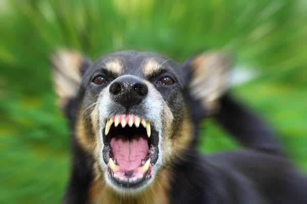 Ferocious Dog Alchetron The Free Social Encyclopedia