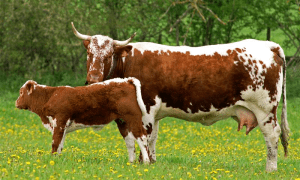 Ferrandaise La Ferme des 8 vaches Montrouch Organic