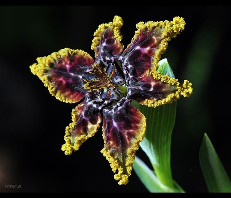 Ferraria 1000 images about Ferraria on Pinterest Exotic flowers Starfish