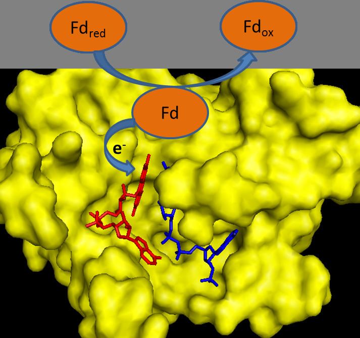 Ferredoxin—NADP(+) reductase