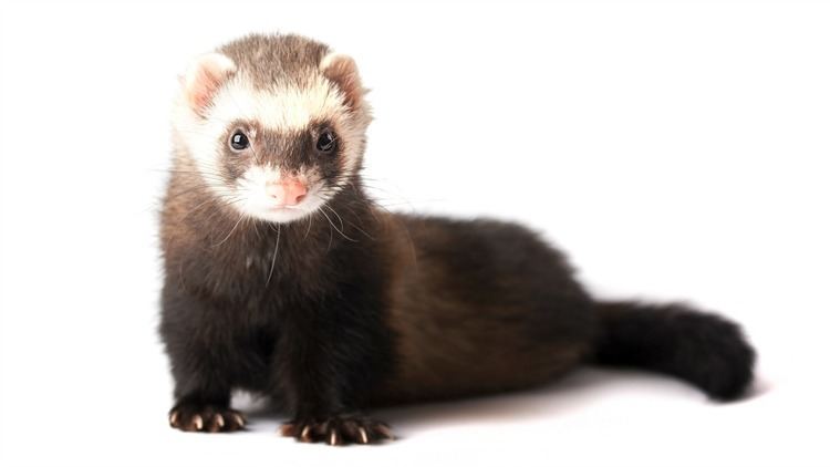 Ferret 19 Ferret facts that will either freak you out or make you want to