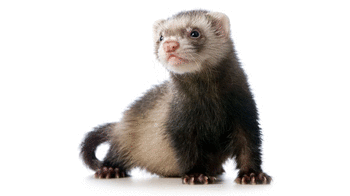 Ferret Ferrets our pets