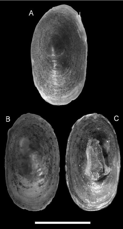 Ferrissia On the presence of the alien freshwater gastropod Ferrissia fragilis