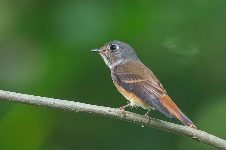 Ferruginous flycatcher Ferruginous Flycatcher Muscicapa ferruginea Singapore Bird Group